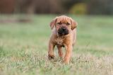 TOSA INU 170